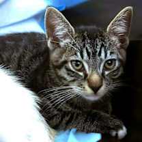 Thumbnail photo of Kitten Pickle #2