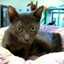 Thumbnail photo of Kitten Nebi #1