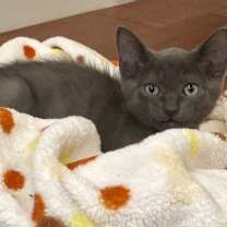 Thumbnail photo of Kitten Nebi #2