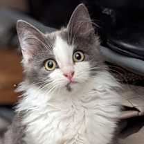 Thumbnail photo of Bunny #1