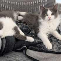 Thumbnail photo of Bunny #3