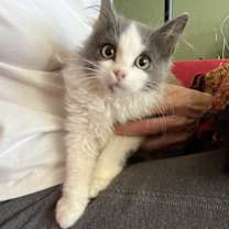 Thumbnail photo of Bunny #4