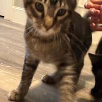 Thumbnail photo of Dusty #3