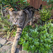 Thumbnail photo of Finny #4