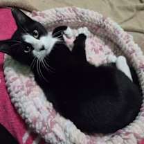 Thumbnail photo of Mavis #4