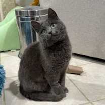 Thumbnail photo of Cleopatra - KITTEN in foster #2