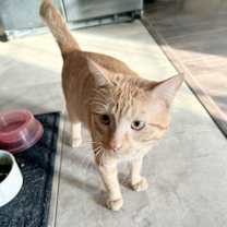 Thumbnail photo of Juju #2