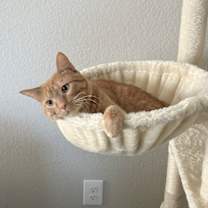 Thumbnail photo of Juju #4