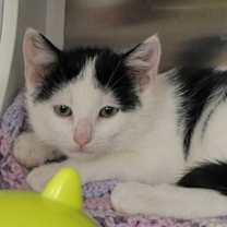 Thumbnail photo of Brody #1