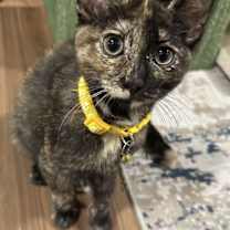 Thumbnail photo of Sienna #1