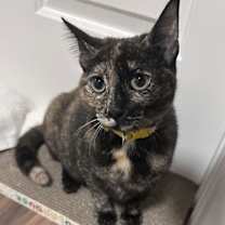 Thumbnail photo of Sienna #3