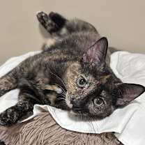 Thumbnail photo of Sienna #4