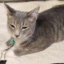 Thumbnail photo of Joyous #3