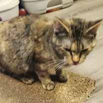 Thumbnail photo of Joanna #2