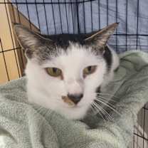 Thumbnail photo of Cosmo #2