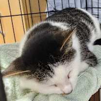 Thumbnail photo of Cosmo #3