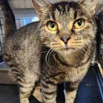 Thumbnail photo of Booberry #1