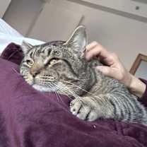 Thumbnail photo of Bully #1