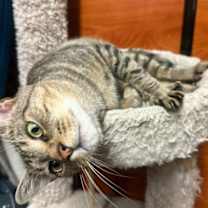 Thumbnail photo of Figgy #4