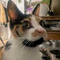 Thumbnail photo of Xochi #1