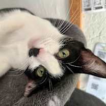 Thumbnail photo of Kit Kat #2