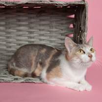 Thumbnail photo of Holly Hobby #1