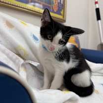 Thumbnail photo of Brie Cheese #3