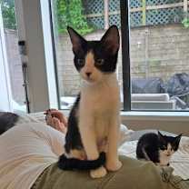 Thumbnail photo of Peanut Pie #3