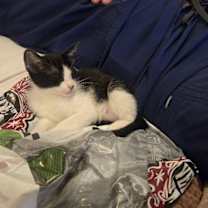 Thumbnail photo of Peanut Pie #4