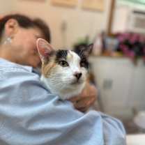 Thumbnail photo of Molly Fish #2