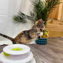 Thumbnail photo of Kirby Meows #4