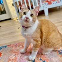 Thumbnail photo of Pickle Pop #1