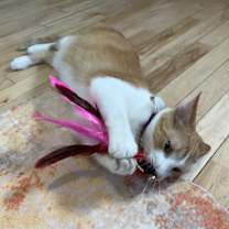 Thumbnail photo of Pickle Pop #4