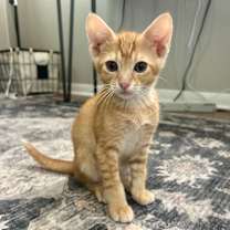 Thumbnail photo of Sheldon Big Bang #2