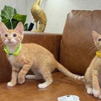 Thumbnail photo of Nico Hernandez #4