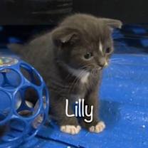 Thumbnail photo of Lilly #3