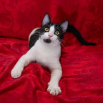 Thumbnail photo of Benny Abba #1