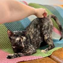 Thumbnail photo of Bella Hadid #4