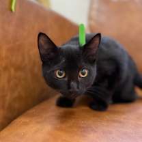 Thumbnail photo of Gemini Dewey #3