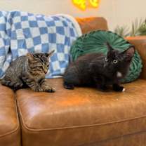 Thumbnail photo of Andromida Dewey #4