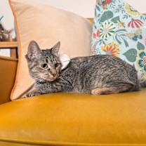 Thumbnail photo of Bronx New York #1