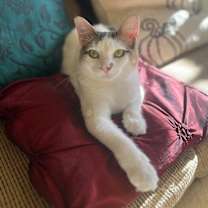 Thumbnail photo of Merida Mex #3