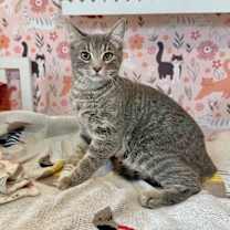 Thumbnail photo of Joe Amato TCHS #1