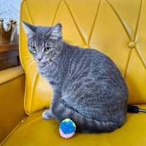 Thumbnail photo of Joe Amato TCHS #3