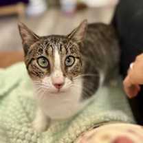 Thumbnail photo of Noodles Newman #2