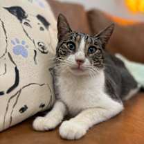 Thumbnail photo of Noodles Newman #3