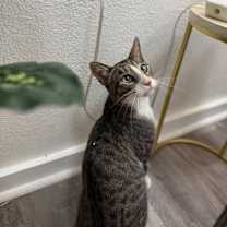 Thumbnail photo of Noodles Newman #4