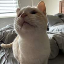 Thumbnail photo of Wispy Cloud #3