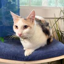 Thumbnail photo of Nimbus Cloud #1