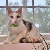 Thumbnail photo of Nimbus Cloud #4